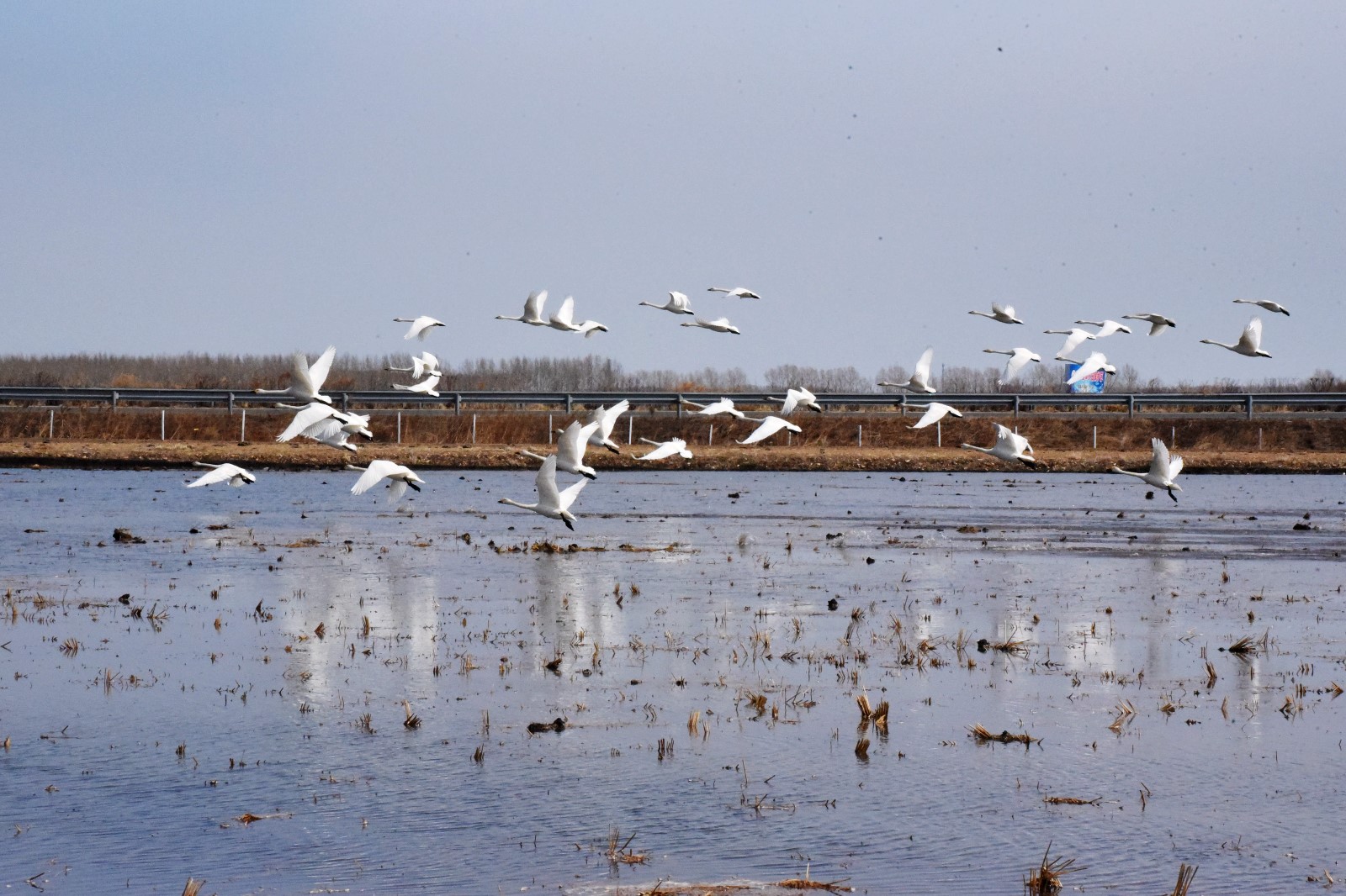 百余只天鹅迁徙途中恋上大兴农场的水稻田，这是农场大力发展绿色农业，生态环境持续改善的生动写照。【梁士超 王楠楠 摄】.JPG