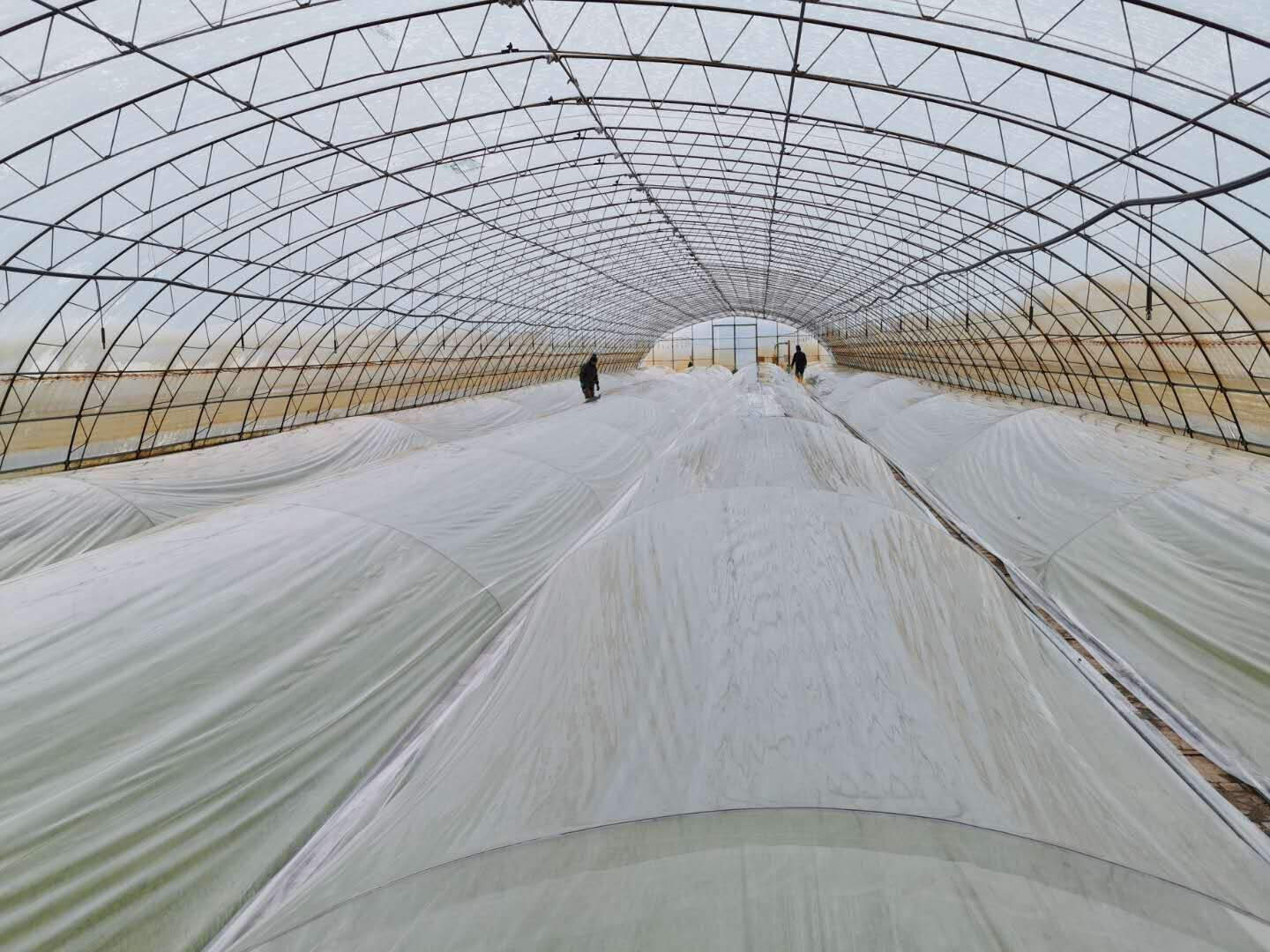 北大荒股份八五六分公司水稻育秧大棚推广应用三膜覆盖增温技术提高积温预防冷害见成效【丛意荣  王景福 摄】.jpg