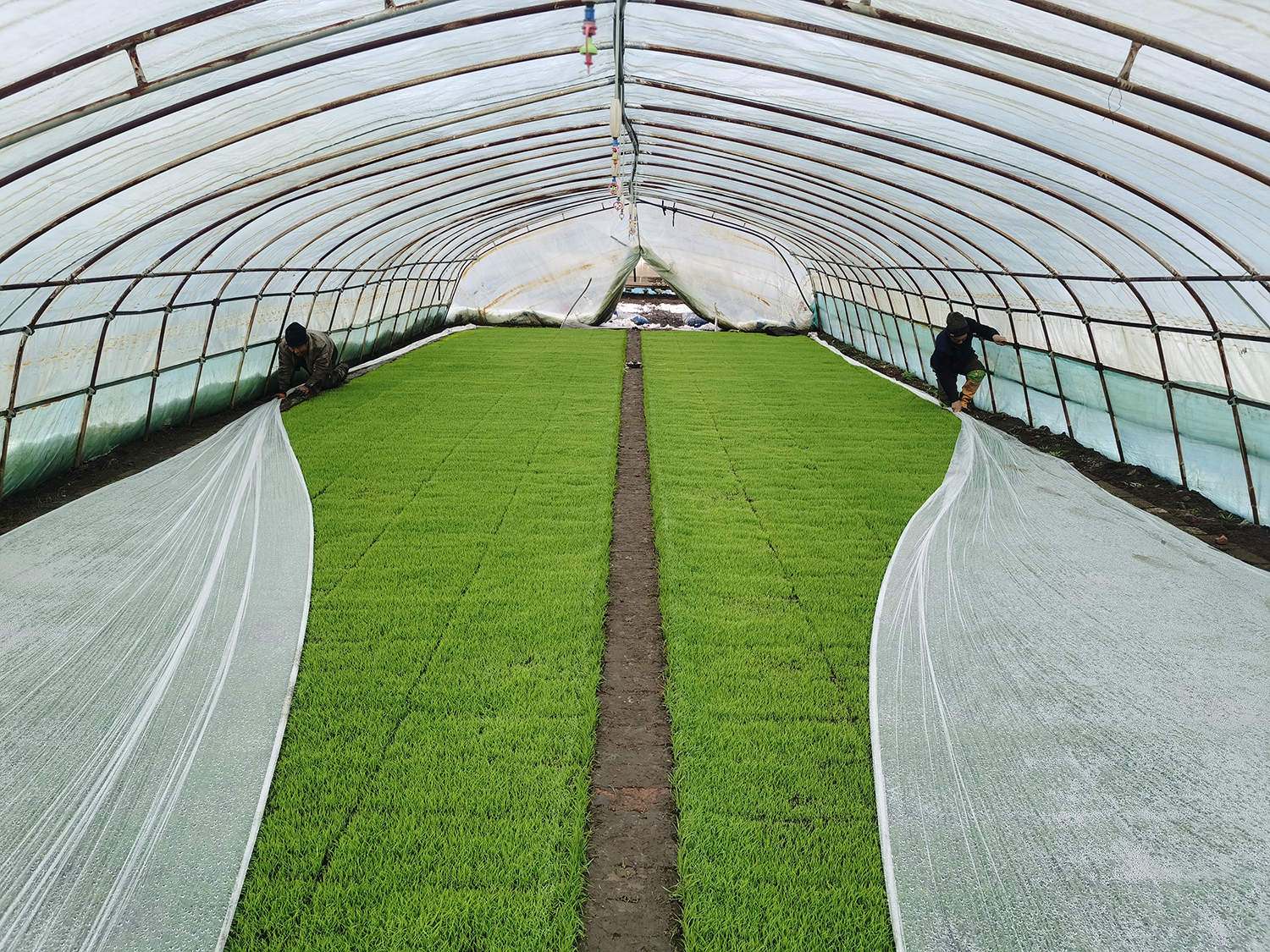 北大荒股份八五九分公司大棚通风散墒【张广龙 摄】.jpg