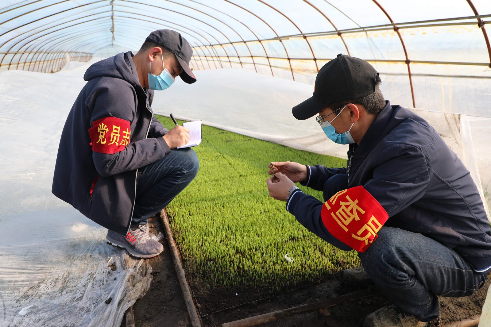 北大荒股份八五四分公司为低温过后秧苗生长“把脉开方”【许寅 摄】.JPG