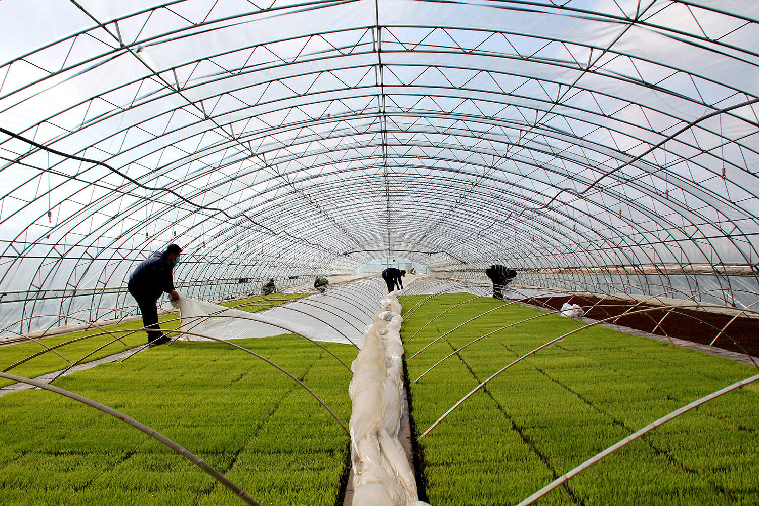 北大荒股份八五四分公司积极组织农户撤地膜进行炼苗【唐蕾 王龙 摄】.JPG