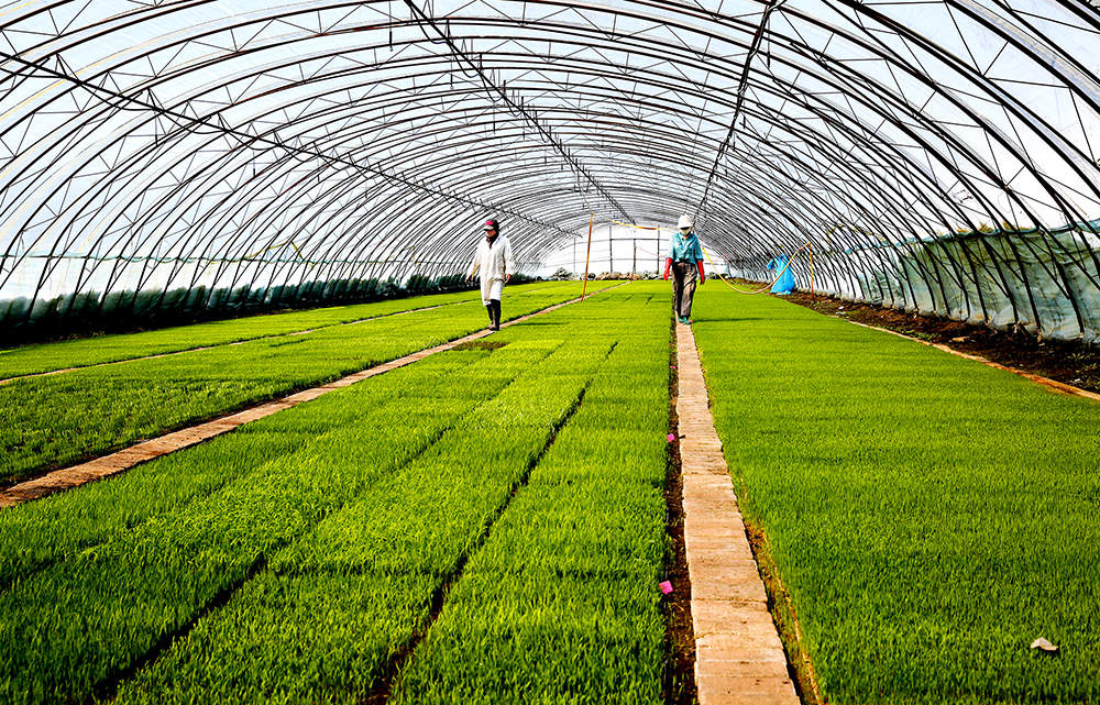 查哈阳农场经历暴风雪的袭击后，广大水稻种植户迎战严寒，在疫情期间严把春耕生产质量关，把损失降到最低点，确保了下一步生产不误农时。【查宣 摄】.jpg