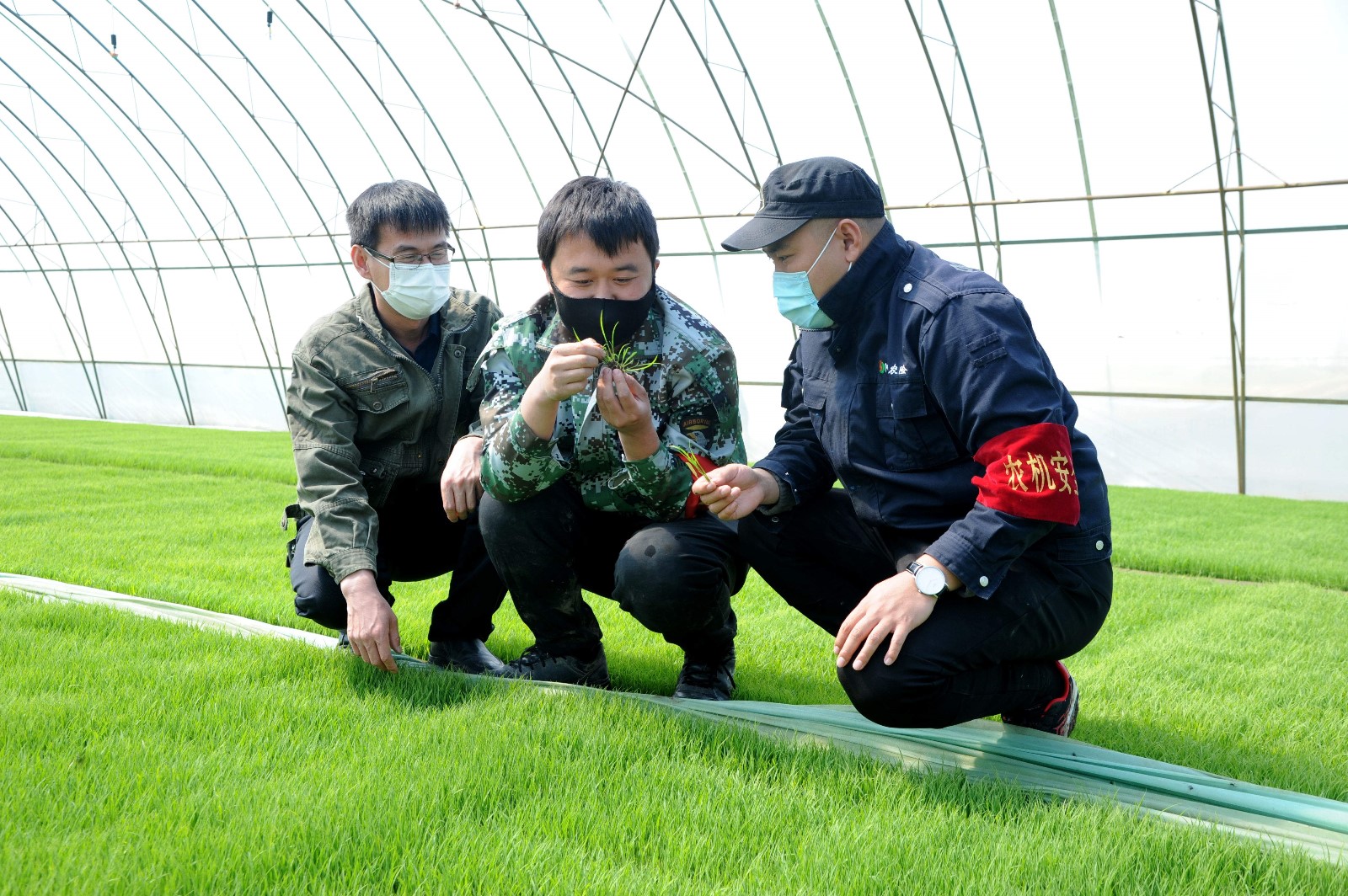 北大荒股份江滨分公司精准培育水稻旱育壮秧【韩玉红  李国强 摄】.JPG