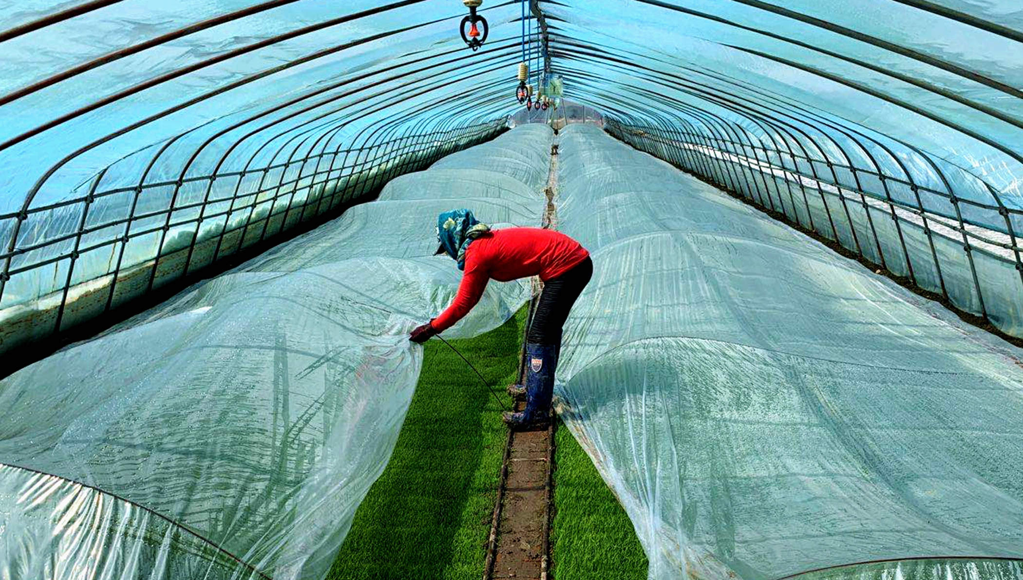 北大荒股份勤得利分公司加强秧苗管理确保培育壮秧【刘江 摄】.jpg