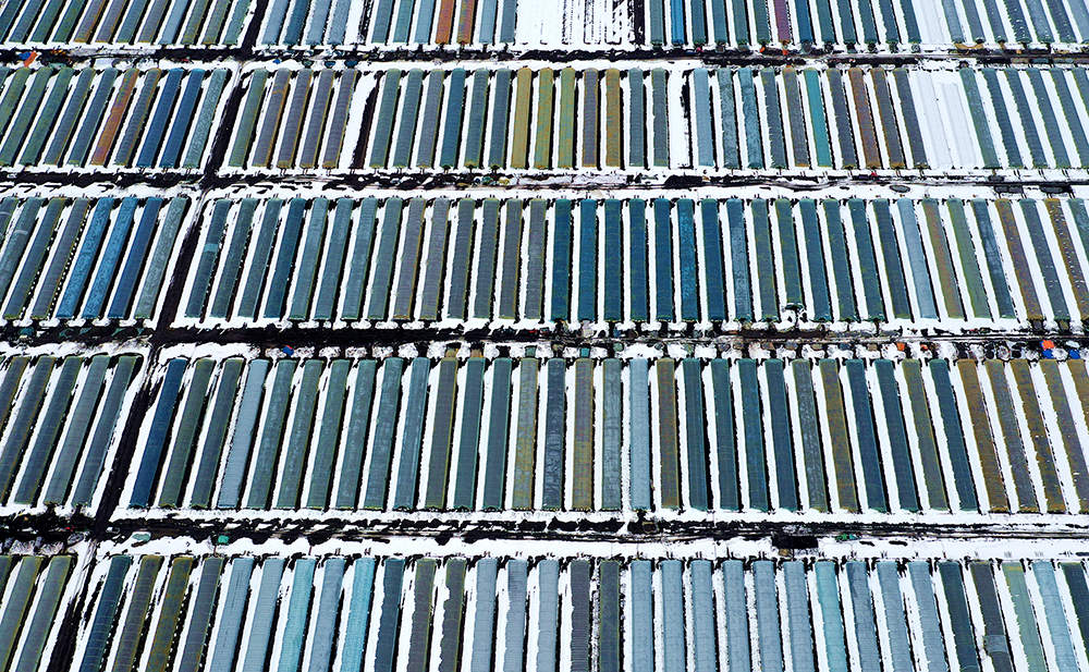 北大荒股份友谊分公司广大党员和生产员工连夜奋战，有序清理积雪，保障农业设施安全，为农业生产顺利进行提供坚强保障。图为分公司生产员工正在清理积雪。图为分公司水稻大棚园区鸟瞰 【徐宏宇 张宏 摄】 (1).jpg