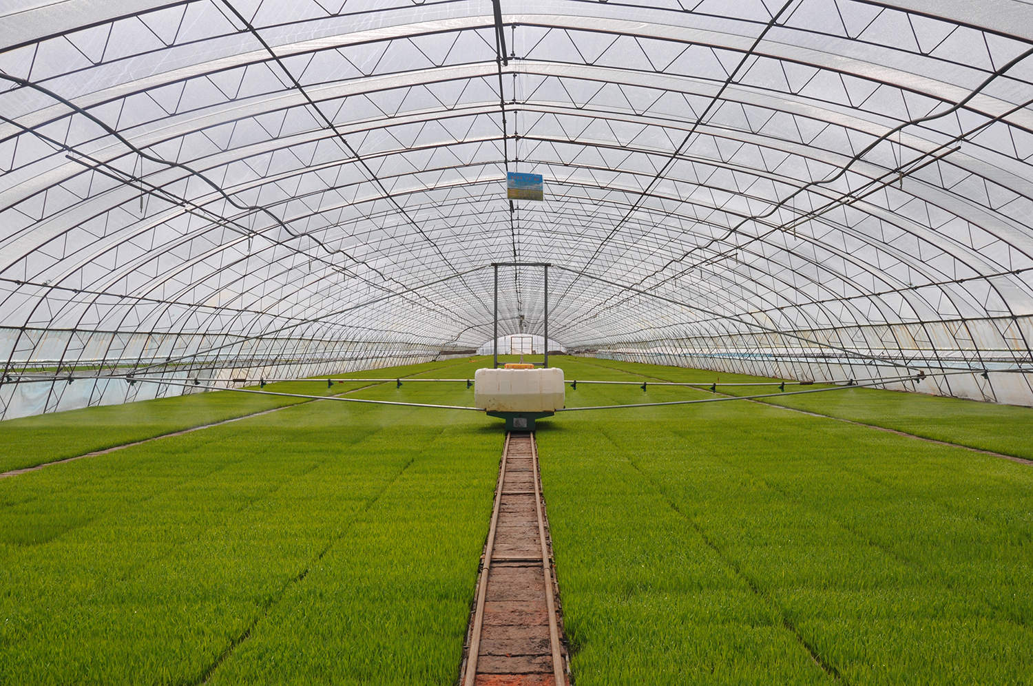 北大荒股份七星分公司机械育秧助农节本增效【王丽娇 摄】.JPG