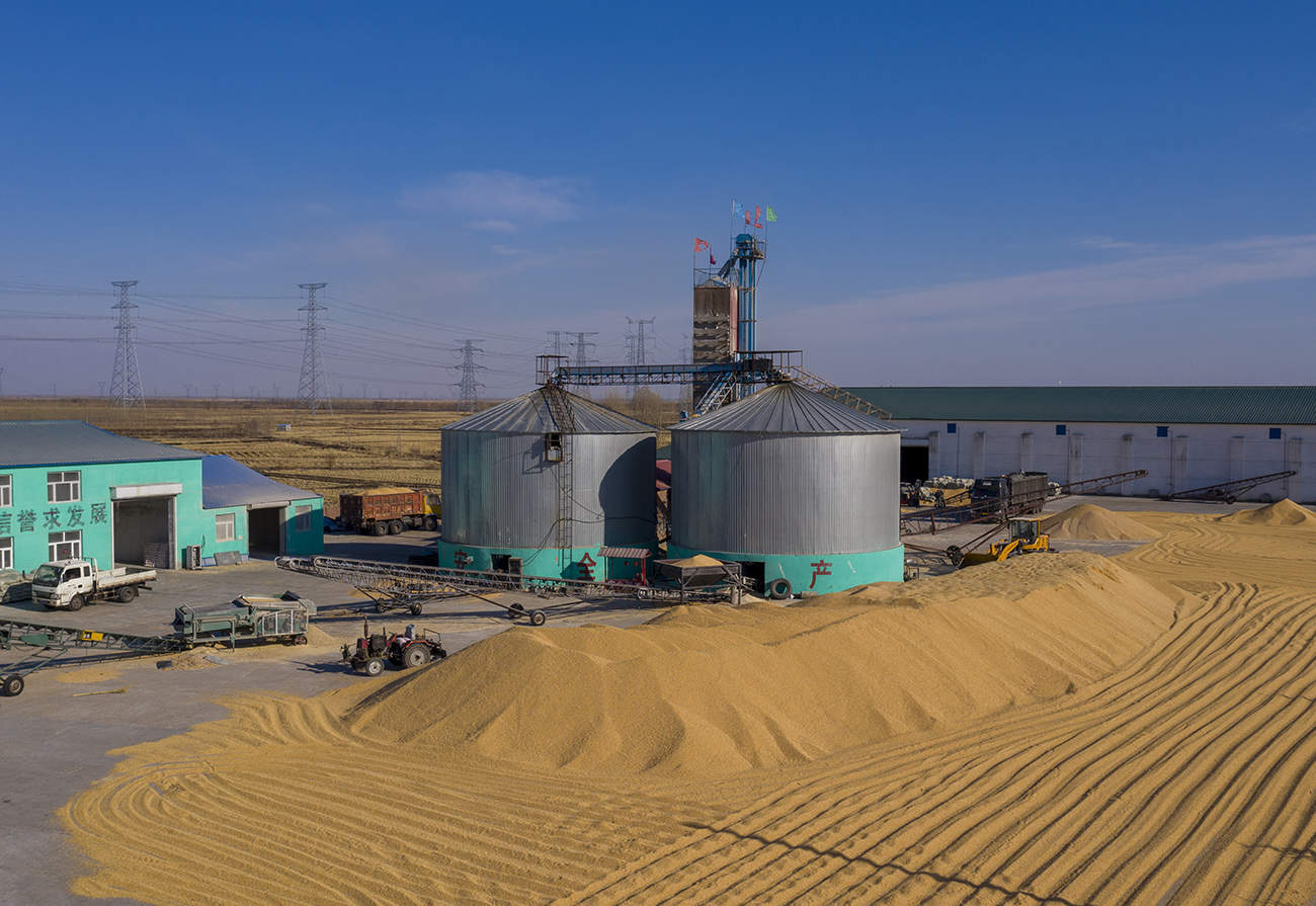 齐齐哈尔恒丰玉米烘干厂抢收玉米加工粮食 孙建新.jpg