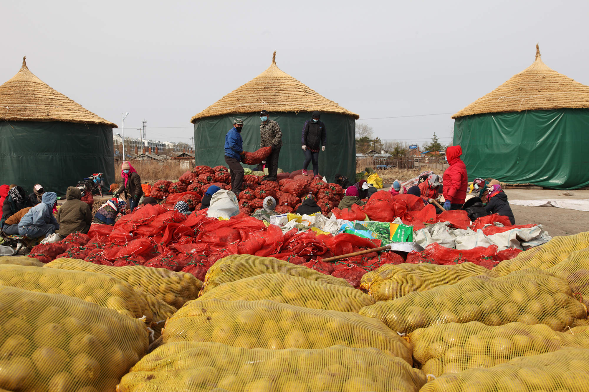 红星农场边战疫边春耕，确保不误农时。图为马铃薯生产准备现场。【韩红运 摄】.JPG