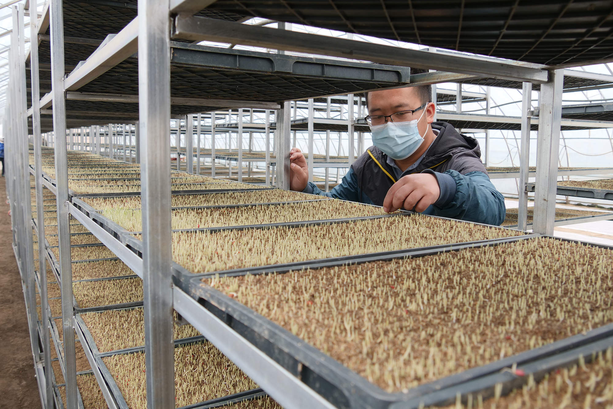 绥滨农场暗室叠盘立体育秧【徐晓玉 李超 摄】.JPG