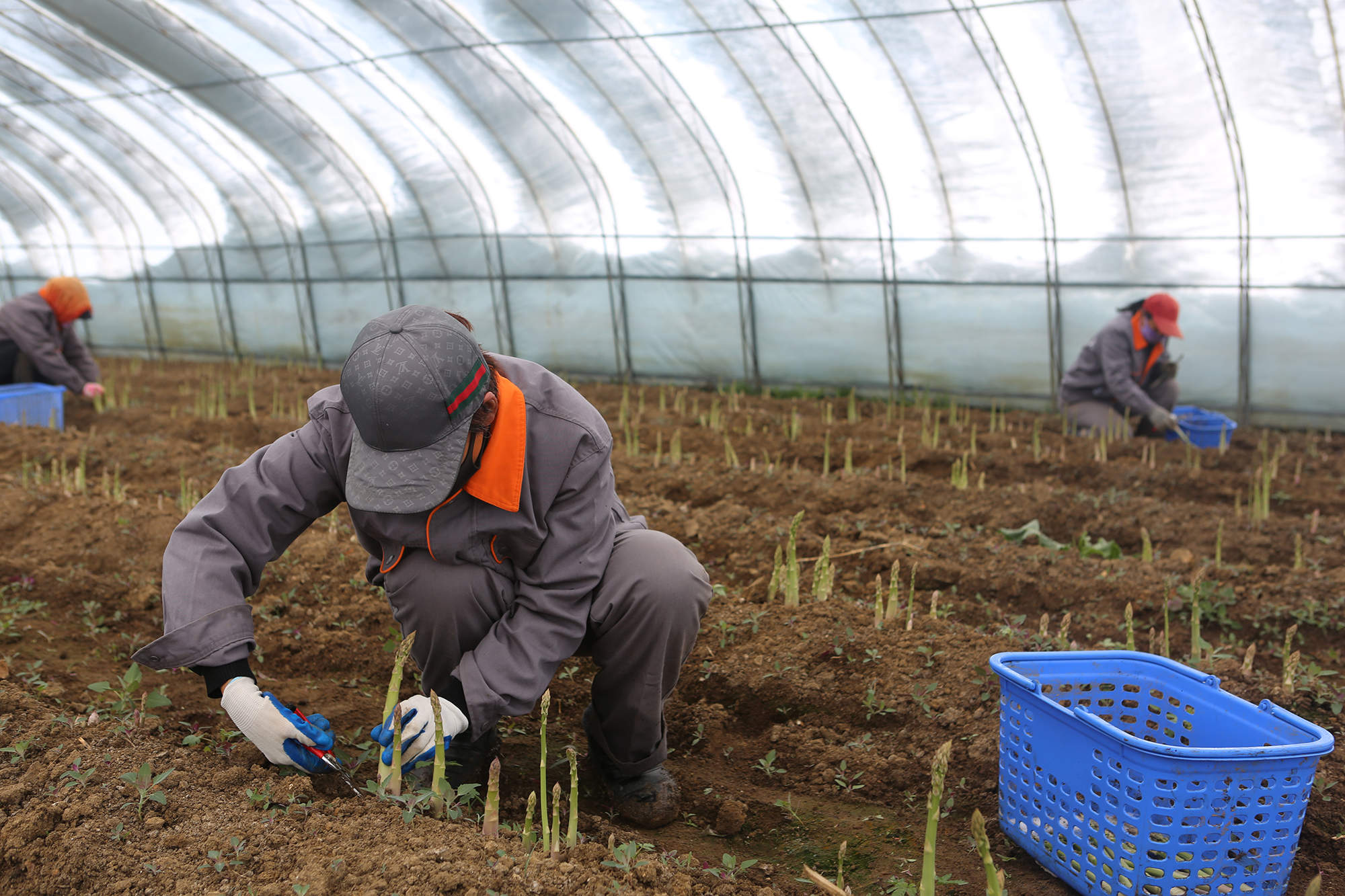 锦河农场寒地芦笋抢“鲜”上市【张宝财 摄】.JPG