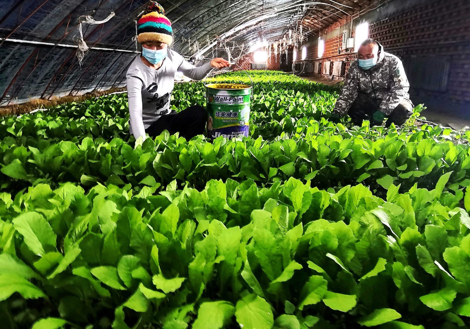 五大连池农场地产“蘸酱菜”上市卖出好价钱【陆文祥 摄】.jpg