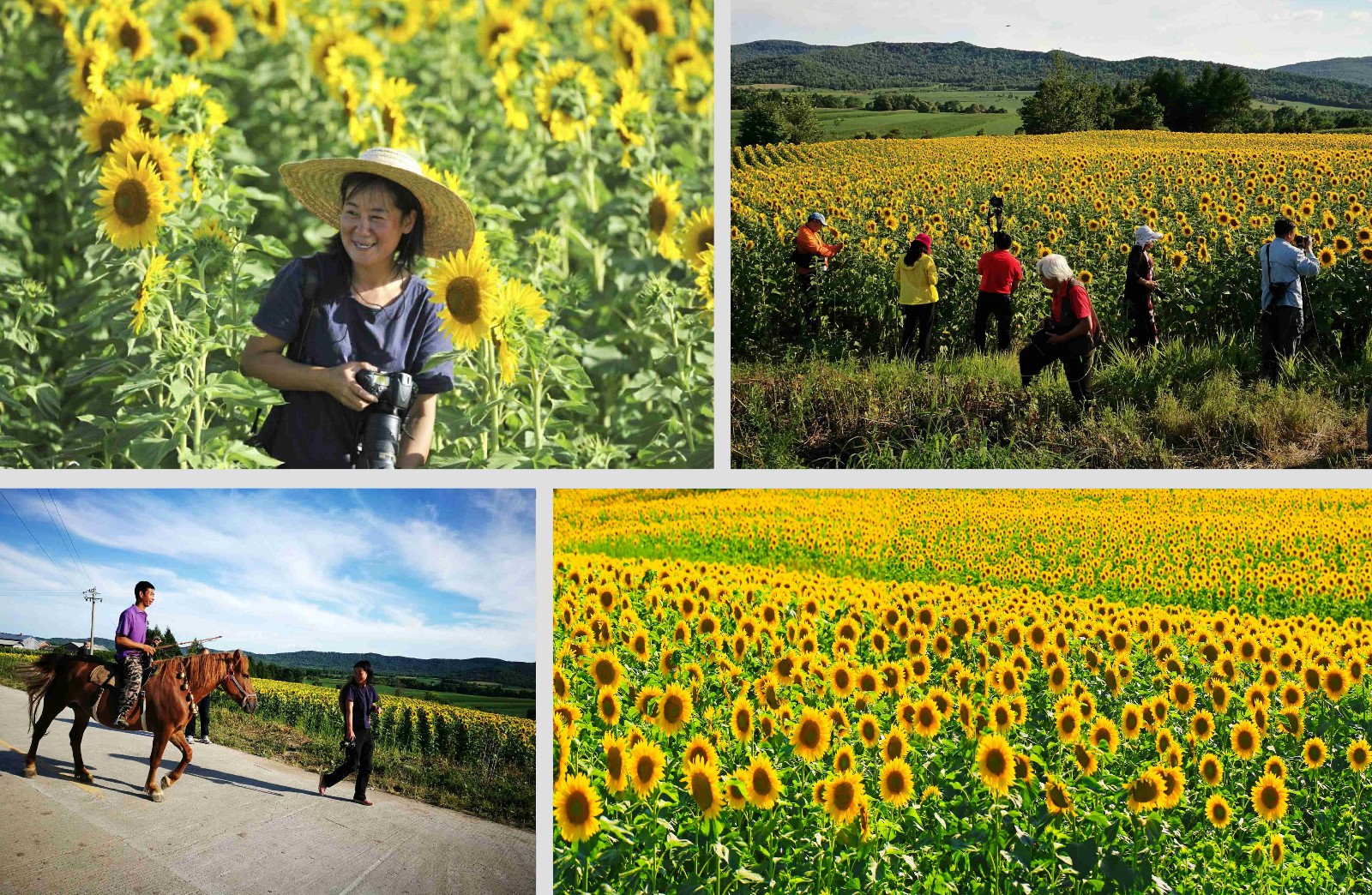 作品6、卞永平-2017年8月,省摄影家协会组织摄影家看望小南河村驻村书记冷菊贞并在扶贫项目向日葵基地创作.jpg 作品6、卞永平-2017年8月,省摄影家协会组织摄影家看望小南河村驻村书记冷菊贞并在扶贫项目向日葵基地创作.jpg